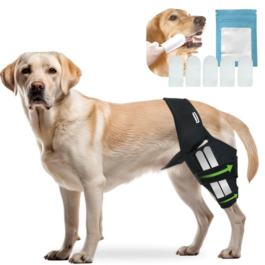 PawFlex Recovery Knee Brace
